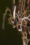 Florida hammock sedge